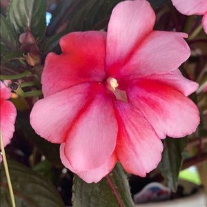 Meet your Posher, Amelia